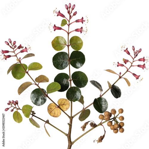 Combretum rotundifolium  isolated on transparent background