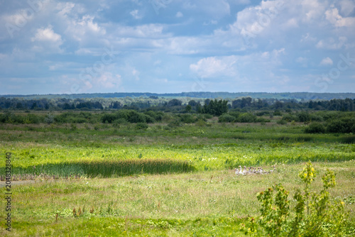 Canvas Print A flock of domestic geese stands on the Desna River floodplain near Korop, Chern