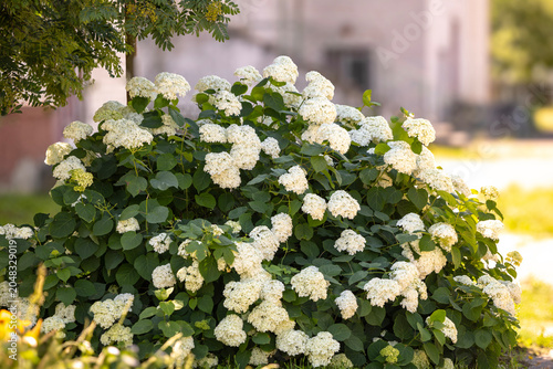 Quadro su tela A large green hydrangea bush covered in numerous white flower clusters stands in an outdoor garden area, with blurred background foliage and a light-colored building under sunlight