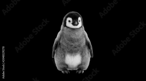 Fluffy penguin chick standing isolated with soft lighting and a simple concept for marketing campaigns