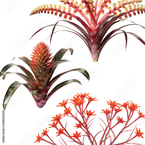Bromeliads isolated on transparent background
