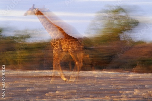 Running giraffe ( Giraffa camelopardalis ) - Etosha National Park - Namibia
