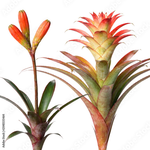 Bromeliads isolated on transparent background