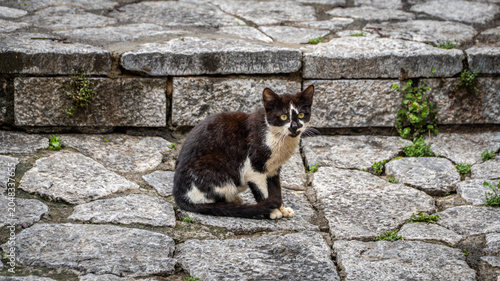 A black and white stray cat sitting alertly on stone pavement steps in Marmaris, Turkey. Street animal life and urban texture.