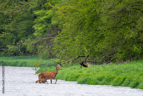 Red Deer - Cervus elaphus, large beautiful iconic animal from European forests and meadows, Poland.