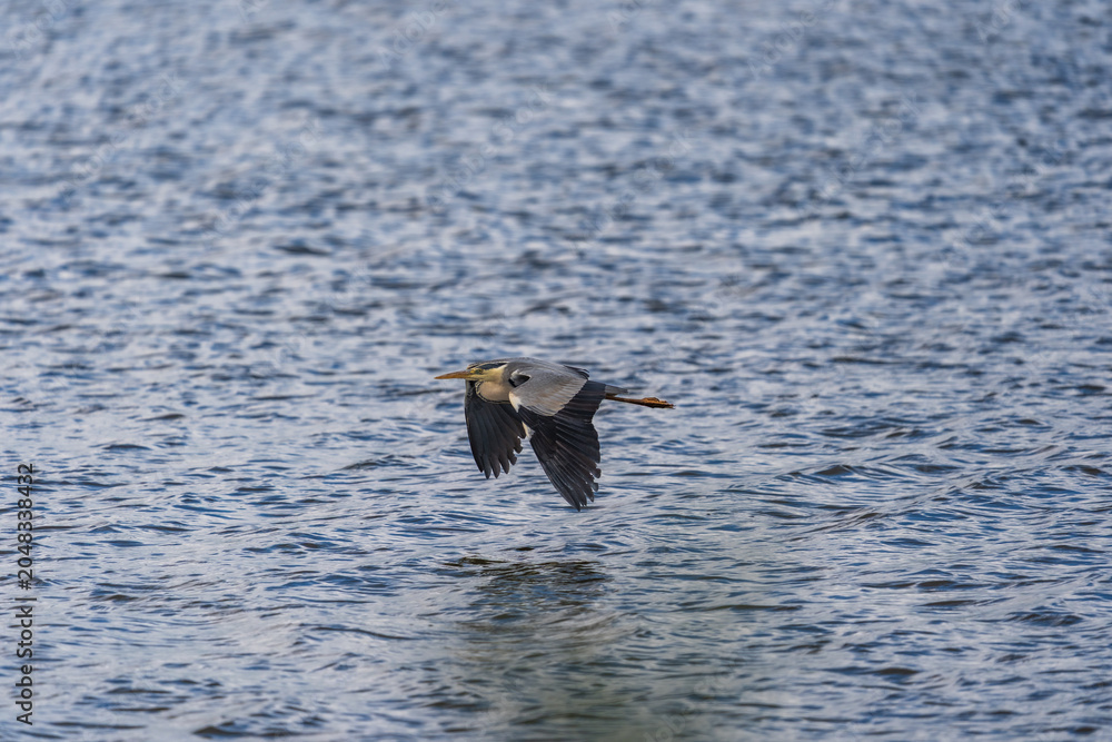 Fototapeta premium Grey heron (Ardea cinerea) flying low over water surface