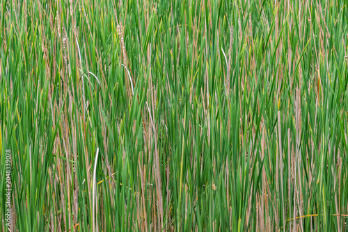 Dense green cattails (Typha) growing in a wetland environment