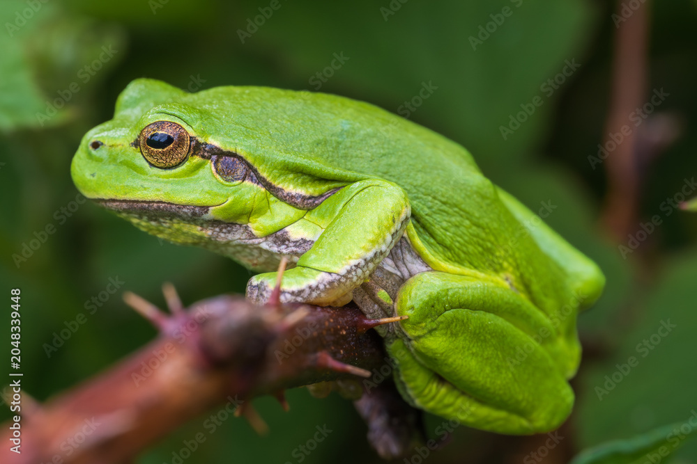 Fototapeta premium European tree frog (Hyla arborea) peeking through green leaves
