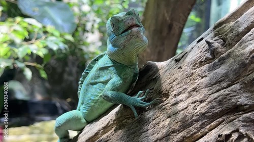 Basilisk on a tree