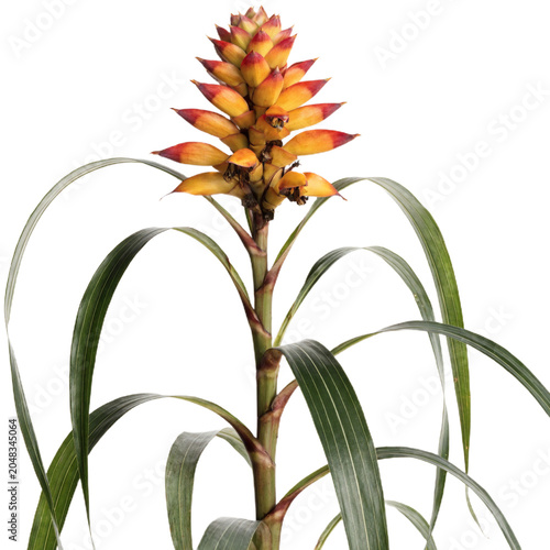 Etlingera elatior isolated on transparent background
