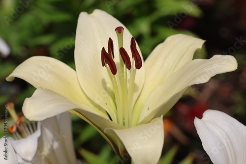 Quadro su tela Pistil and stamen of a white lily