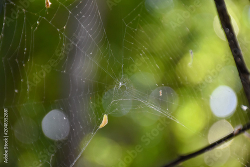 Spider web in tree . The spider spun a web