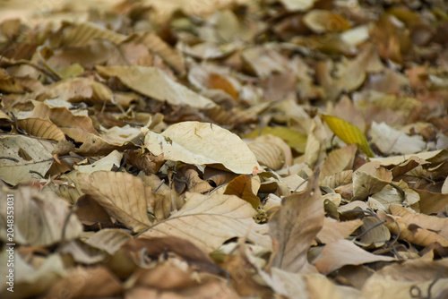 Yellow leaves fall to the ground on a sunny autumn day. Nature background concept