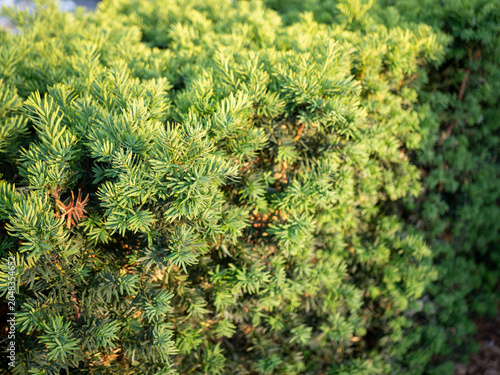 Картината върху платно Close-up of dense evergreen yew shrub foliage illuminated by warm sunlight