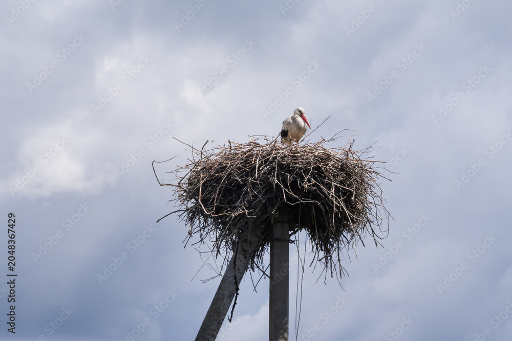 Fototapeta premium Pair of white storks standing on a large nest above the ground. Natural wildlife scene showing nesting and breeding behavior.