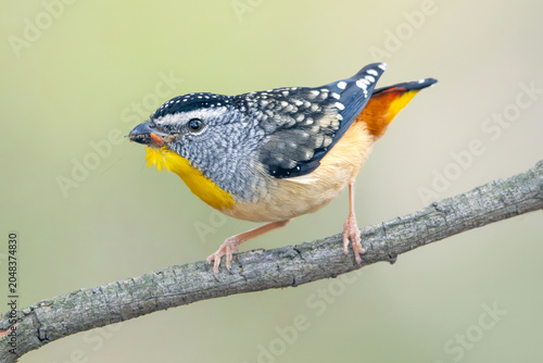 A wild spotted pardalote (Pardalotus punctatus) perched on a branch isolated against a plain, out of focus background, Australia