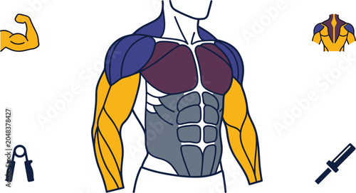 Принти на полотні Upper Body Muscle Anatomy Illustration Highlighting Chest, Shoulder, Arm, and Co