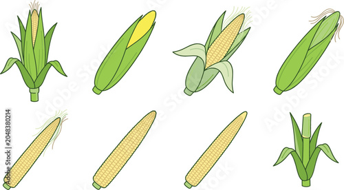 Bild auf Leinwand Flat fresh sweet corn cob vector set with green husk leaves and yellow kernels f