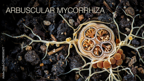 Arbuscular mycorrhiza fungus in soil with hyphae and spores  mycorrhizal network  plant root symbiosis