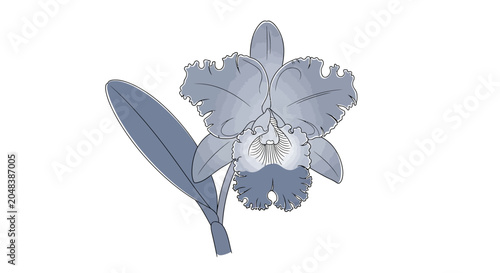 Bild auf Leinwand Close up of purple orchid flower.