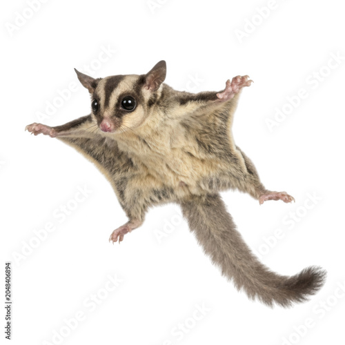 Sugar Glider in Mid Air isolated on transparent background