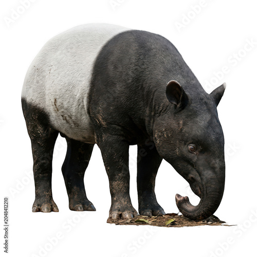 Malayan Tapir Sniffing Ground isolated on transparent background
