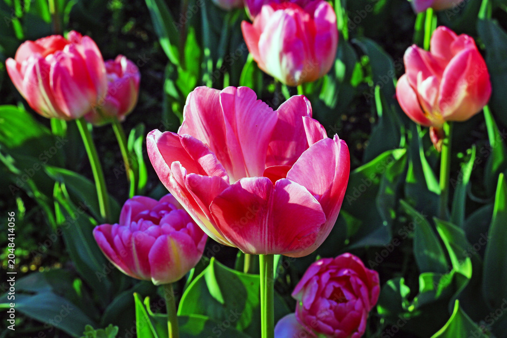 Fototapeta premium Pink, red, and yellow tulips in the City Botanical Park.