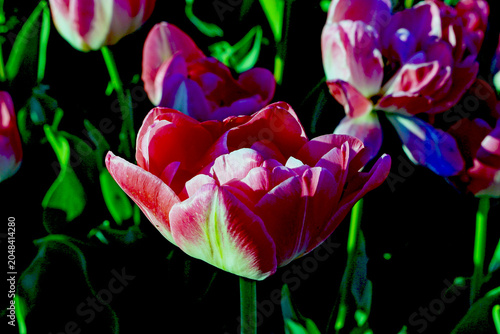 Pink, red, and yellow tulips in the City Botanical Park.