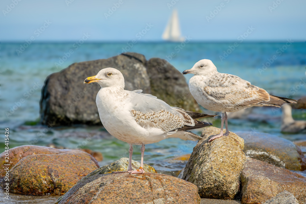 Fototapeta premium Ostseebad Kühlungsborn, Mecklenburg-Vorpommern