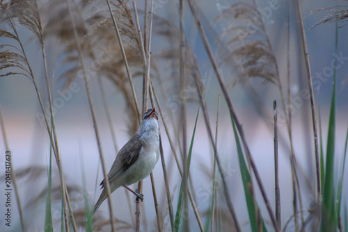 Fotografie a great reed warbler perched on a dry reed stalk, singing loudly with its orange