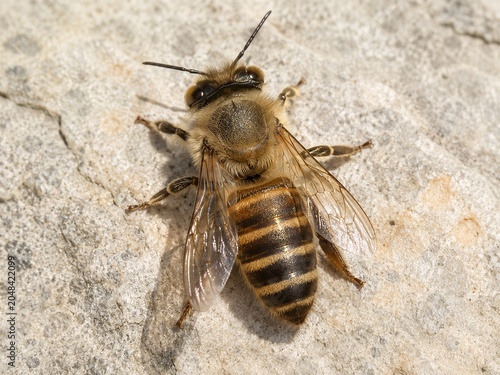 Asian Honeybee Collecting Nectar