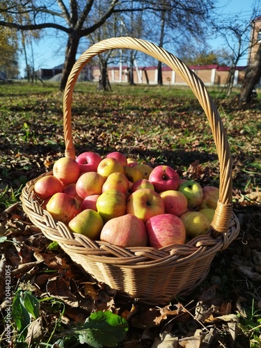 Freshly harvested ripe apples in a wicker basket on the ground with autumn leaves