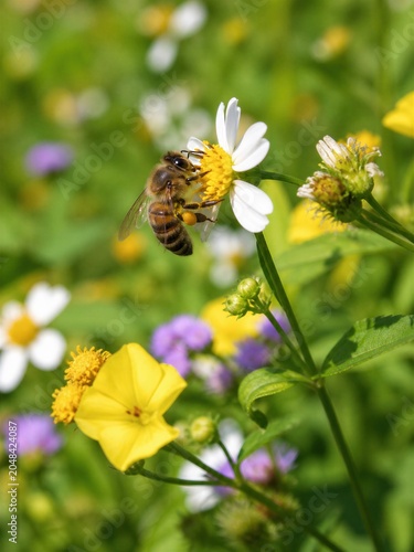 Asian Honeybee Collecting Nectar