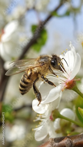 Asian Honeybee Collecting Nectar