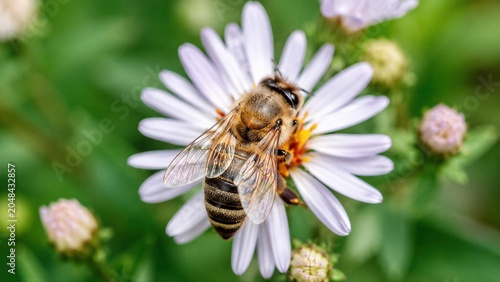 Western Honeybee Pollinating in Flower Field