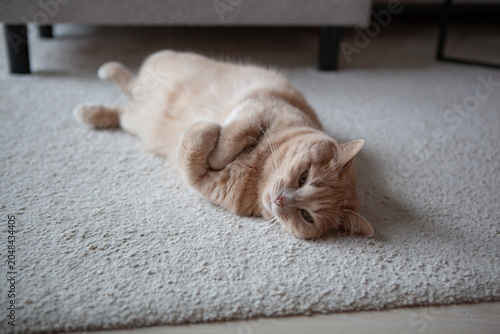 Orange cat relaxes on a carpet in a cozy living room during the afternoon