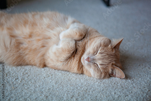 Orange cat sleeps on gray carpet in a cozy indoor setting during the afternoon light