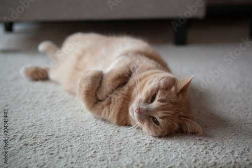 Cat relaxes on a carpeted floor in a living room during a sunny afternoon
