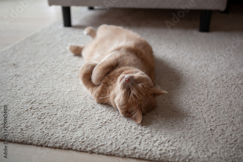 Cat sleeps on rug in living room during afternoon with sunlight coming through window