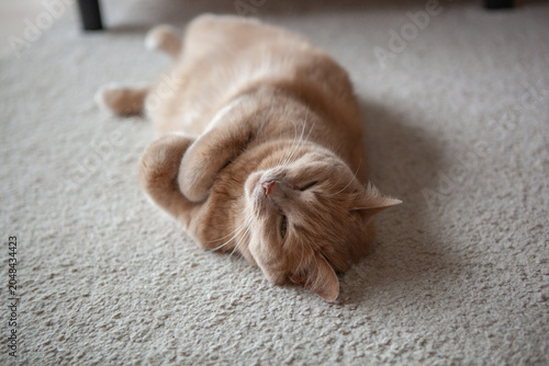 Orange cat lies on its back on light carpet in a living room during the afternoon