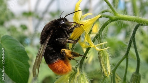 Red-tailed Bumblebee Flower Macro