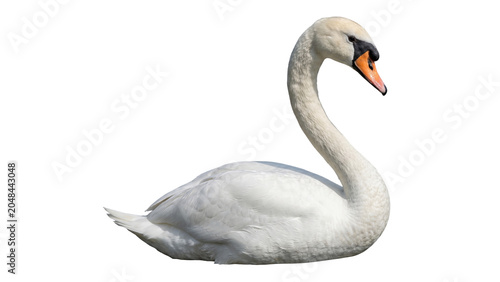 Photos White swan in profile detailed feathers on transparent background
