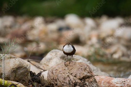 Φωτογραφία bird on a rockThe waterjackbird (Cinclus cinclus) is an extremely elusive bird and very wary of humans