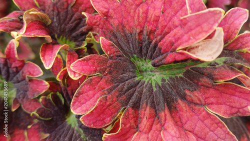 A photo of a coleus plant—not a true flower, but a very popular foliage plant