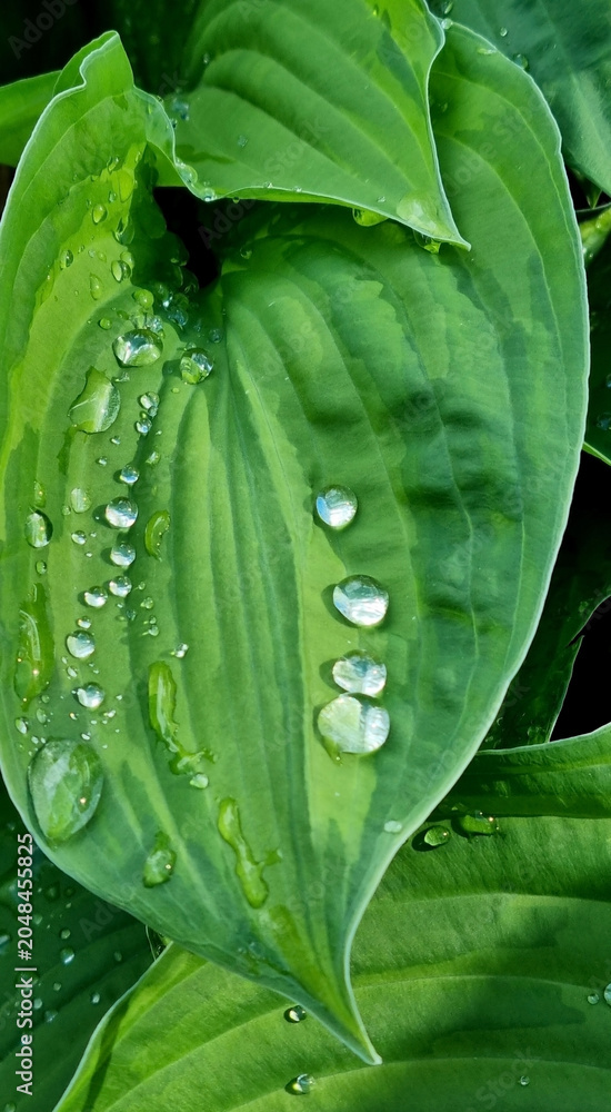 Obraz premium Drops of water after rain on the leaves of a green hosta. Selective Focus