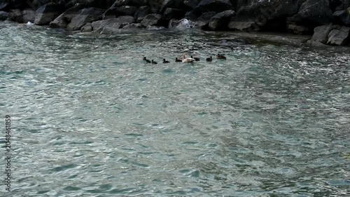 Real Time of Female Mallard Duck Family Swimming and Feeding on Lake Geneva Shore in Switzerland.