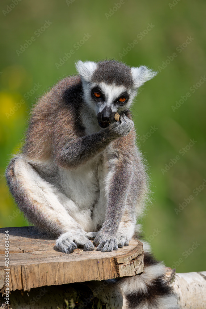 Fototapeta premium Close-up wildlife portrait of a ring-tailed lemur (Lemur catta) sitting on a wooden platform and eating food