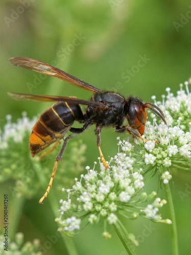 Asian Yellow-legged Hornet Natural Macro