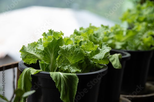 Cuadro en lienzo Fresh home grown organic lettuce leaves in a pot