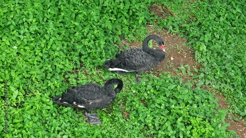 Two elegant black swans resting and preening their feathers on a lush green grass field, capturing peaceful wildlife behavior.